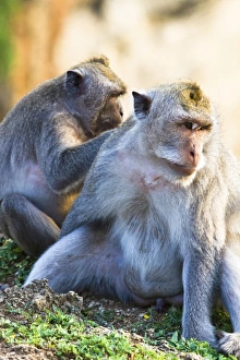 Bali, Indonesia. As is common in Indonesian temples, monkeys run free through the Uluwatu temple