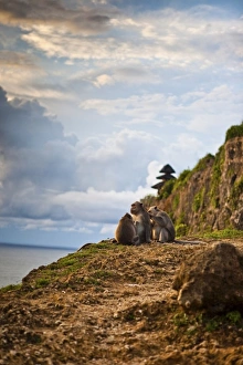 Bali, Indonesia. As is common in Indonesian temples, monkeys run free through the Uluwatu temple