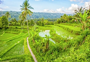 Pathway Prints: Bali, Indonesia. Landscape view of lush
