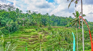 Bali Prints: Bali, Indonesia. Landscape view of Umbul-Umbul