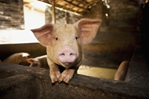 Live Stock Prints: Bali, Indonesia. A local pig farm
