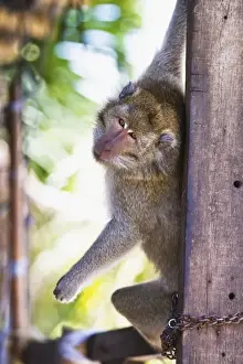Chain Prints: Bali, Indonesia. A pet monkey stands guard of a familys residence
