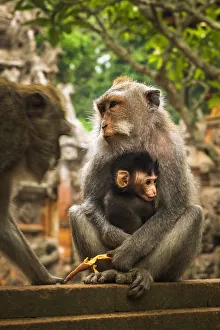 Balinese long-tailed Monkey (Macaca fascicularis), Sacred Monkey Forest, Ubud, Bali