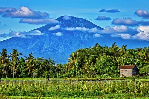 Rice Field Prints: Bali's fertile volcanic soil is perfect for rice field farming