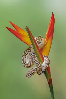 Ball python