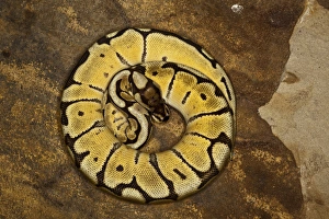 Images Dated 6th November 2010: Ball python morph, Python regius