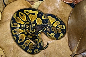 Images Dated 7th November 2010: Ball python morph, Python regius