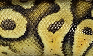 Images Dated 14th September 2024: Ball pythons