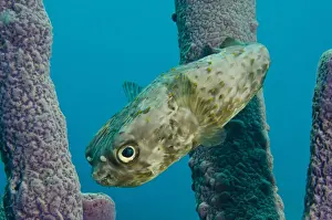 Balloonfish (Diodon holocanthus) in Stove-pipe Sponge (Aplysina archeri)