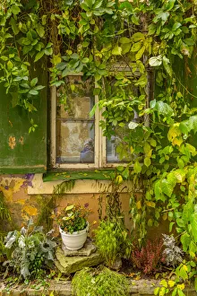 Images Dated 17th January 2019: Baltic States, Estonia, Tallinn. Tallinn Old Town, city windows with vine covered