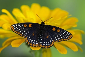 Images Dated 22nd June 2013: Baltimore Checkered Spot Butterfly