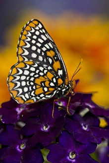 Images Dated 23rd June 2013: Baltimore Checkered Spot Butterfly
