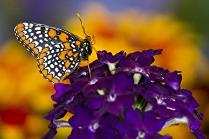 Images Dated 23rd June 2013: Baltimore Checkered Spot Butterfly