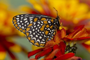 Images Dated 24th June 2013: Baltimore Checkered Spot Butterfly