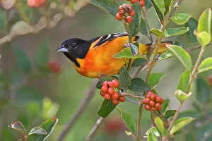 Images Dated 18th April 2008: Baltimore Oriole