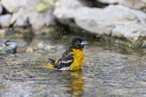Bathing Prints: Baltimore oriole female bathing, Marion County, Illinois