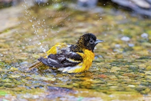 Images Dated 10th June 2024: Baltimore oriole female bathing, Marion County, Illinois