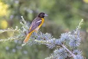 Images Dated 2nd November 2021: Baltimore oriole female in blue atlas cedar, Marion County, Illinois