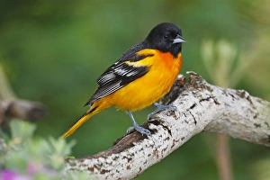 Padre Island Prints: Baltimore Oriole foraging during migration on South Padre Island, Texas