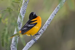 Images Dated 24th April 2017: Baltimore Oriole (Icterus galbula) adult perched