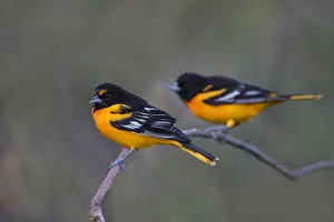 Images Dated 24th April 2017: Baltimore Oriole (Icterus galbula) adults perched