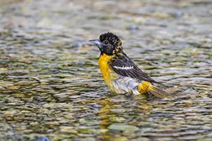 Animal Prints: Baltimore Oriole (Icterus galbula) female bathing Marion County, Illinois