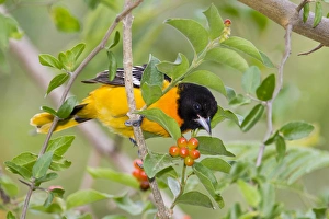 Images Dated 3rd May 2011: Baltimore Oriole (Icterus galbula) male foraging during migration