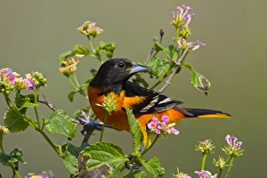 Images Dated 21st April 2011: Baltimore Oriole (Icterus galbula) male foraging during migration