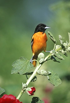 Images Dated 29th October 2015: Baltimore Oriole (Icterus galbula) male on Hollyhock (Alcea rosea), Marion Co. IL