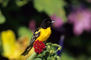 Birding Prints: Baltimore Oriole (Icterus galbula) male on Lantana, Marion Co. IL