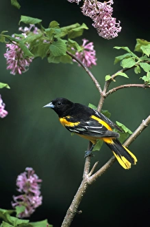 Images Dated 29th October 2015: Baltimore Oriole (Icterus galbula) male on lilac bush, Marion Co, IL