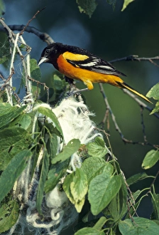 Baltimore Oriole (Icterus galbula) male at nest, IL