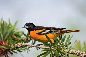 Migration Prints: Baltimore Oriole (Icterus galbula) male perched