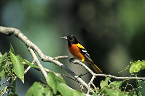 Baltimore Oriole (Icterus galbula) male perched in a tree, IL