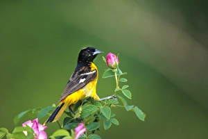 Images Dated 29th October 2015: Baltimore Oriole (Icterus galbula) male on pink rose bush, Marion Co. IL