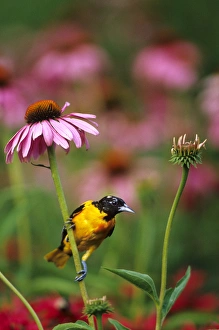 Images Dated 22nd December 2015: Baltimore Oriole (Icterus galbula) male on Purple Coneflower (Echinacea purpurea) in flower garden