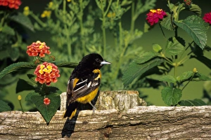 Images Dated 22nd December 2015: Baltimore Oriole (Icterus galbula) male on wooden fence near flower garden - Lantana