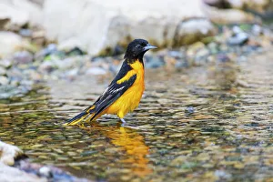 Bathing Prints: Baltimore Oriole male bathing, Marion County, Illinois