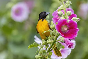 Images Dated 2nd November 2021: Baltimore oriole male on hollyhock, Marion County, Illinois