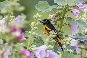Images Dated 2nd November 2021: Baltimore oriole male on hollyhock, Marion County, Illinois