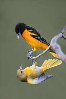 Images Dated 24th April 2017: Baltimore Orioles (Icterus galbula) adults fighting