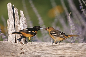 Parenting Prints: Baltimore Orioles (Icterus galbula) male feeding fledgling on fence near flower garden