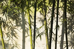 Bamboo Prints: Bamboo casting shadow on the wall in Humble Administrators Garden