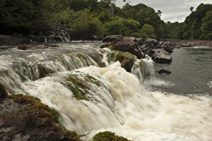 Rainforest Prints: Bamboo Falls Rewa River Rainforest GUYANA. South America