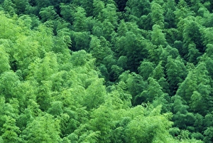 Anhui Province Prints: Bamboo forest, Anhui Province, China
