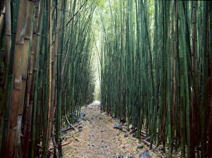 Bamboo Prints: Bamboo Forest, Haleakala National Park, Maui