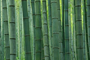 Images Dated 15th February 2008: Bamboo forest, Hangzhou, Zhejiang Province, China