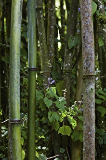 Bamboo Prints: Bamboo Forest, Ruwenzori, Uganda
