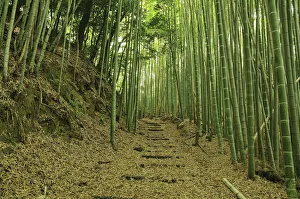 Images Dated 6th June 2013: Bamboo grove
