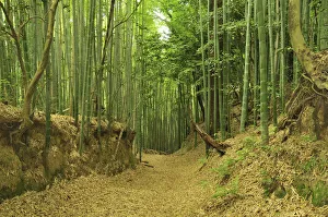 Images Dated 6th June 2013: Bamboo grove